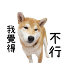 hello pork shiba（個別スタンプ：1）