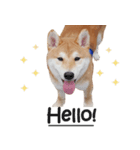 hello pork shiba（個別スタンプ：2）