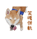 hello pork shiba（個別スタンプ：3）