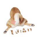 hello pork shiba（個別スタンプ：6）