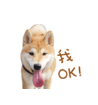 hello pork shiba（個別スタンプ：7）