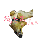 日常で使える愛犬レンのスタンプ2です！（個別スタンプ：1）