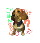 日常で使える愛犬レンのスタンプ2です！（個別スタンプ：2）