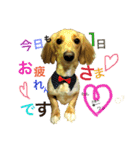 日常で使える愛犬レンのスタンプ2です！（個別スタンプ：4）