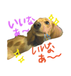 日常で使える愛犬レンのスタンプ2です！（個別スタンプ：5）