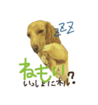 日常で使える愛犬レンのスタンプ2です！（個別スタンプ：6）