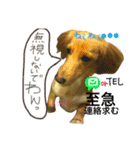 日常で使える愛犬レンのスタンプ2です！（個別スタンプ：7）