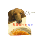 日常で使える愛犬レンのスタンプ2です！（個別スタンプ：9）
