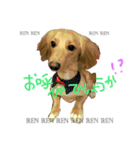 日常で使える愛犬レンのスタンプ2です！（個別スタンプ：10）
