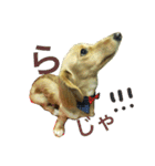 日常で使える愛犬レンのスタンプ2です！（個別スタンプ：11）