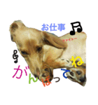 日常で使える愛犬レンのスタンプ2です！（個別スタンプ：13）