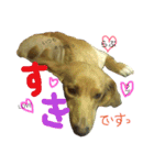 日常で使える愛犬レンのスタンプ2です！（個別スタンプ：15）