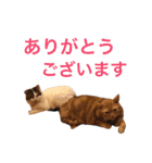 NYANKOSTAMP2017-2（個別スタンプ：7）