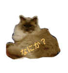モルゲン爆誕（個別スタンプ：6）