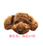 トイプー ちょきちゃん（個別スタンプ：1）