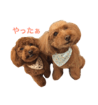 トイプー ちょきちゃん（個別スタンプ：3）