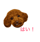 トイプー ちょきちゃん（個別スタンプ：7）