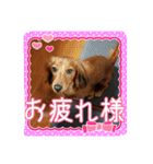 Banshyu dog girl dachs Nami 3（個別スタンプ：16）