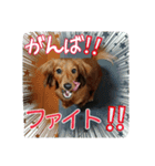 Banshyu dog girl dachs Nami 3（個別スタンプ：20）