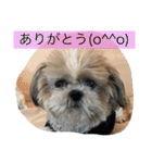 ライちゃんファミリー②（個別スタンプ：4）