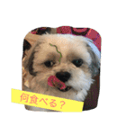 ライちゃんファミリー②（個別スタンプ：8）