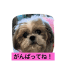 ライちゃんファミリー②（個別スタンプ：19）