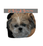 ライちゃんファミリー②（個別スタンプ：21）