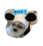 ライちゃんファミリー②（個別スタンプ：35）