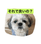 ライちゃんファミリー②（個別スタンプ：36）