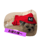ライちゃんファミリー②（個別スタンプ：37）