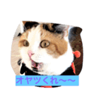 Peko Stanp（個別スタンプ：2）
