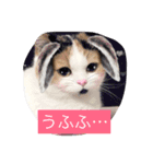 Peko Stanp（個別スタンプ：6）