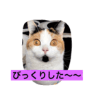 Peko Stanp（個別スタンプ：9）