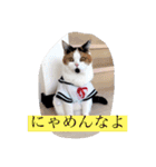Peko Stanp（個別スタンプ：11）