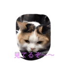 Peko Stanp（個別スタンプ：15）