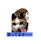 Peko Stanp（個別スタンプ：16）
