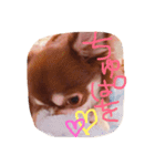 MoCa LAtte（個別スタンプ：15）