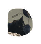cats@hamu（個別スタンプ：1）