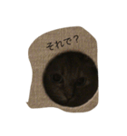 cats@hamu（個別スタンプ：8）