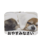 わんこ あいさつ（個別スタンプ：1）