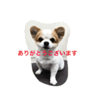 わんこ あいさつ（個別スタンプ：6）