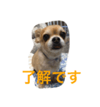 わんこ あいさつ（個別スタンプ：9）