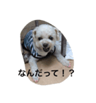 わんこ あいさつ（個別スタンプ：10）