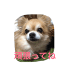わんこ あいさつ（個別スタンプ：11）