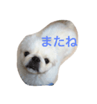 わんこ あいさつ（個別スタンプ：14）