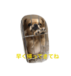 わんこ あいさつ（個別スタンプ：15）