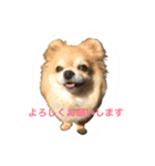 わんこ あいさつ（個別スタンプ：16）