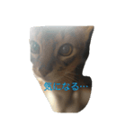 冬のうちの猫（個別スタンプ：3）