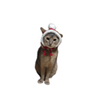 冬のうちの猫（個別スタンプ：4）