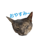 冬のうちの猫（個別スタンプ：5）